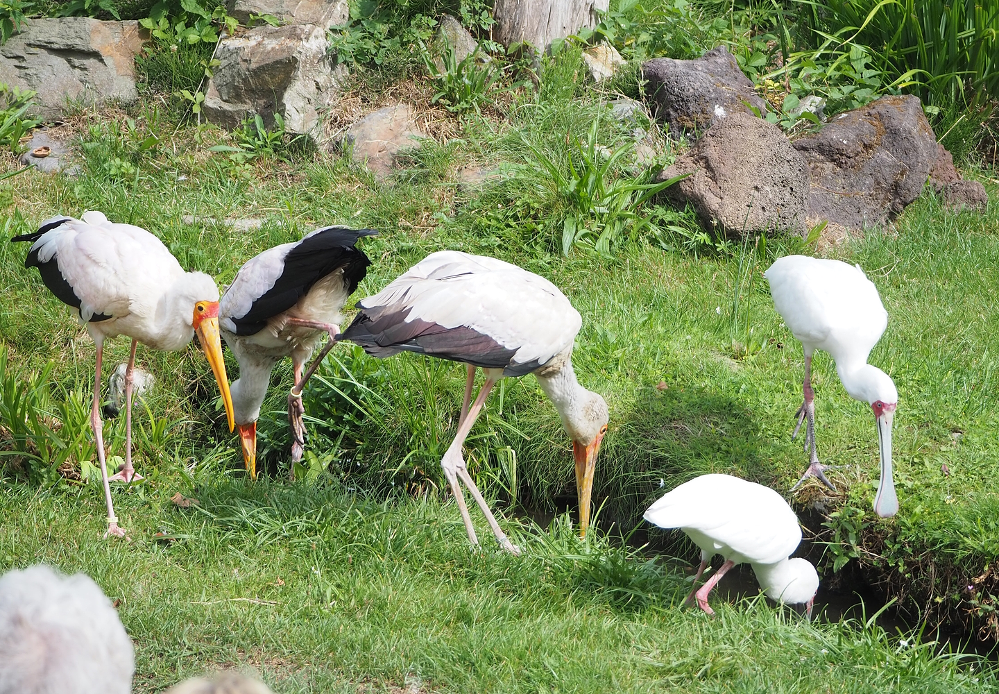 First bird show - Yellow-billed storks (Mycteria ibis) and African spoonbills (Platalea alba), 2022-08-28