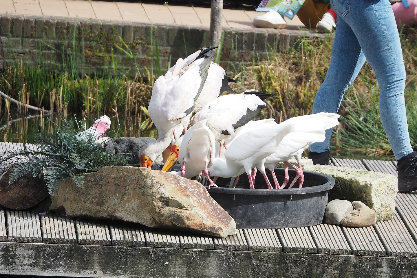 First bird show - Yellow-billed storks (Mycteria ibis) and African spoonbills (Platalea alba), 2022-08-28