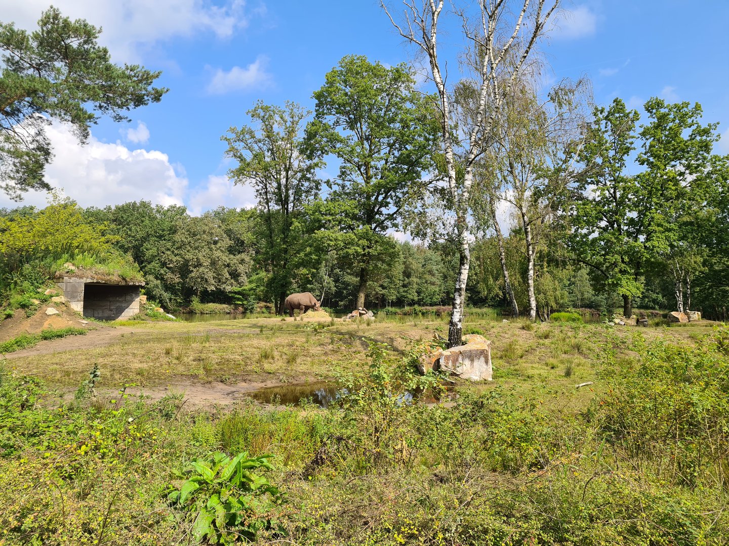 First Black rhinoceros yard