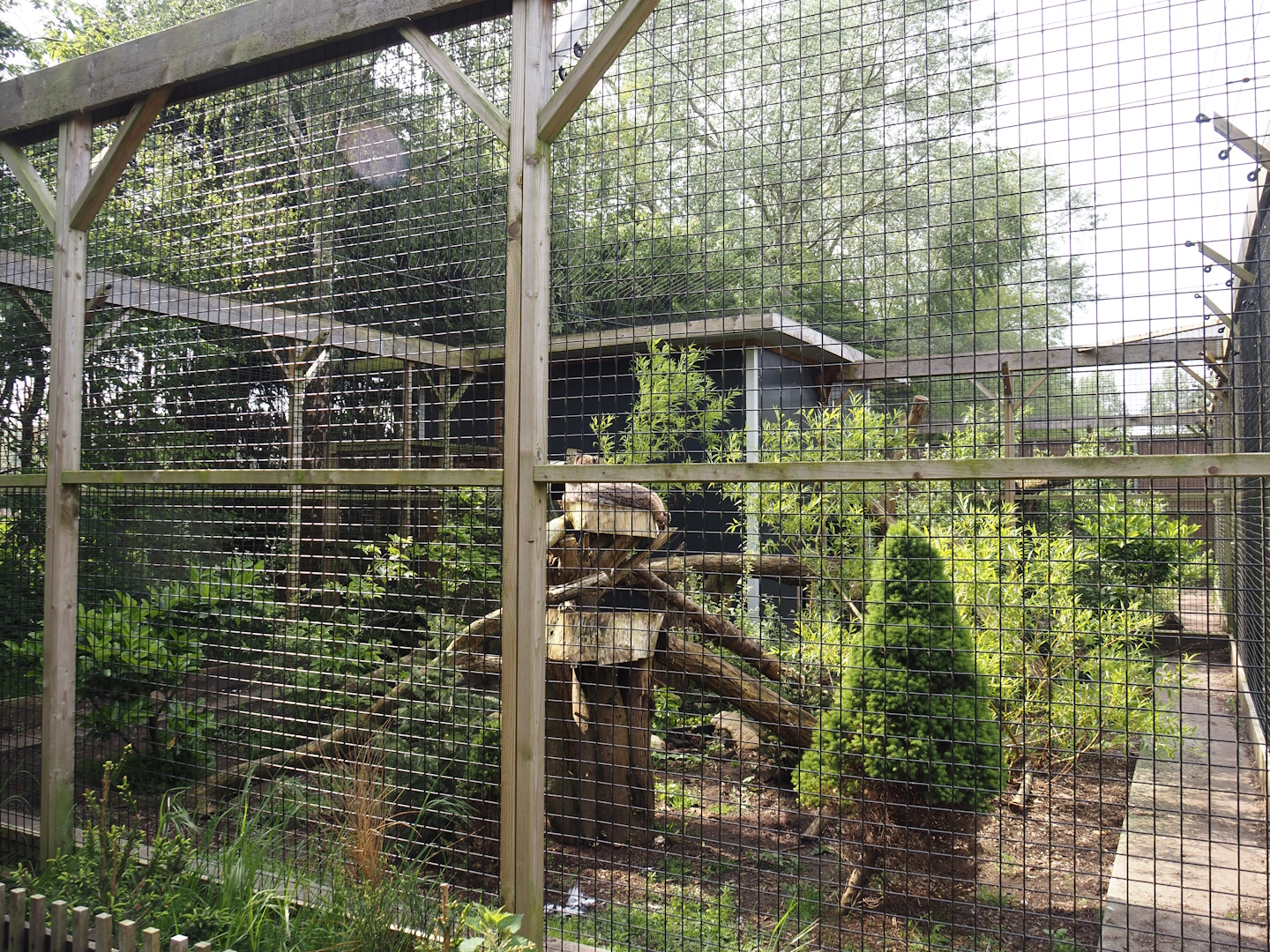First bobcat exhibit, 2024-05-11
