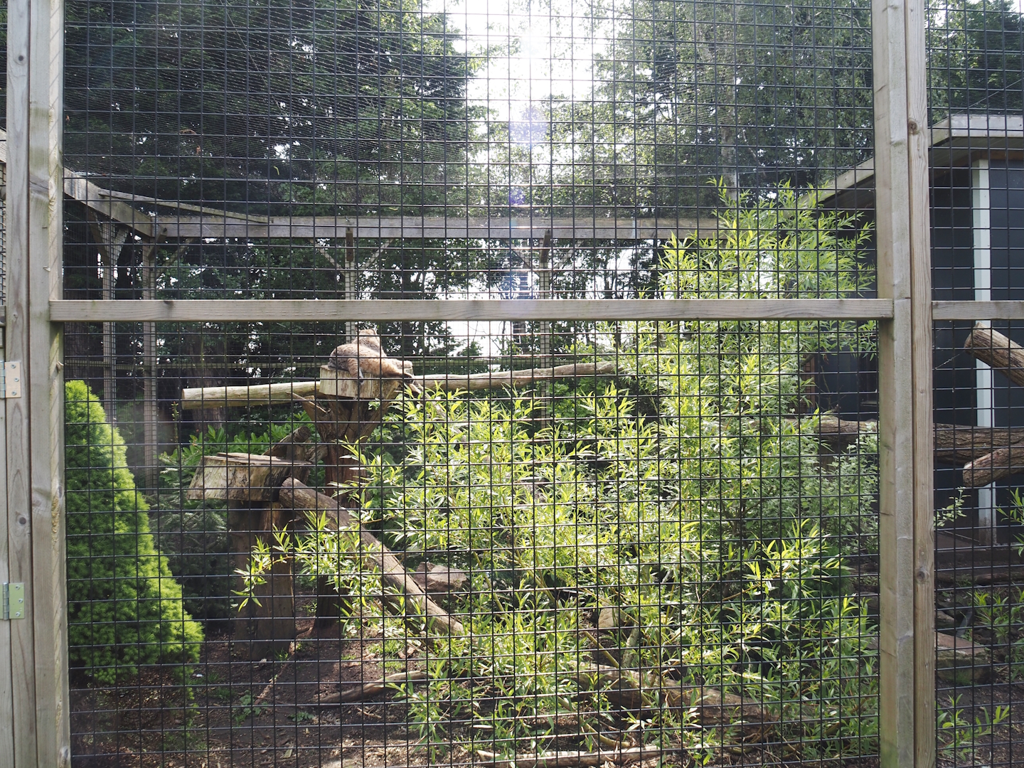 First bobcat exhibit, 2024-05-11