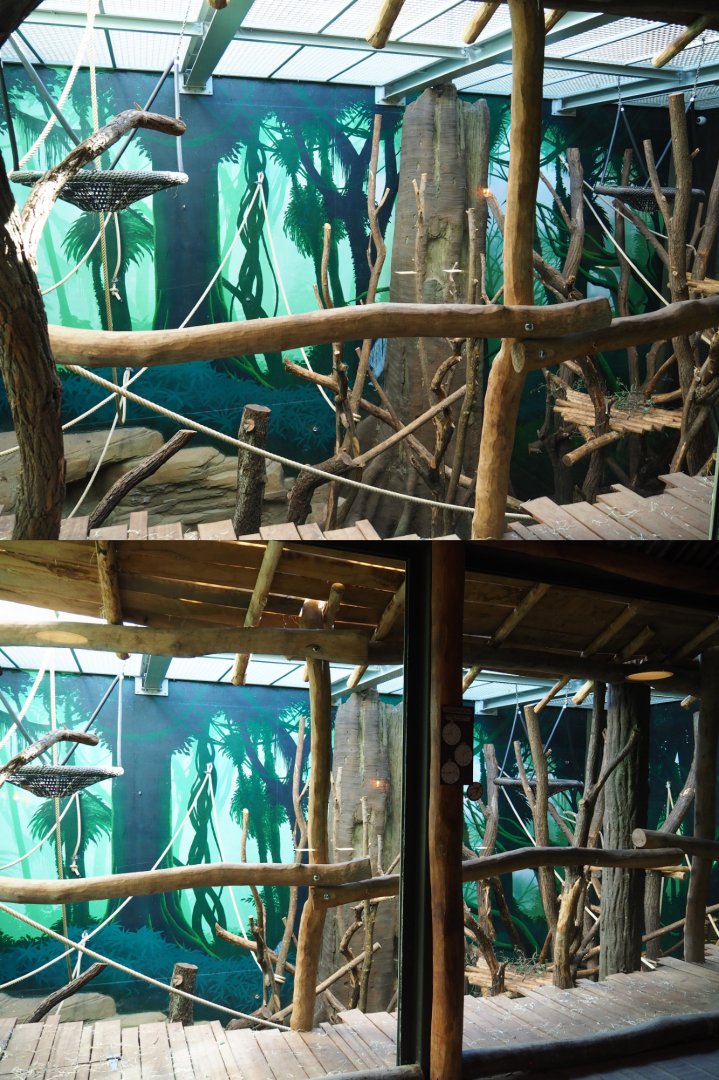 First bonobo indoor room, 2020-07-21