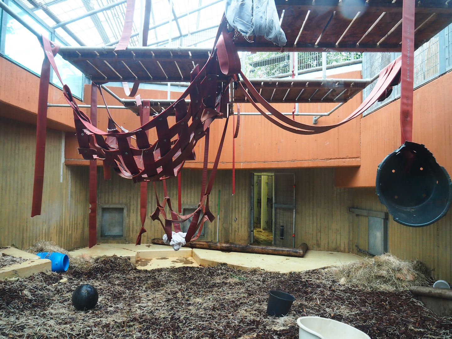 First Bornean orangutan indoor exhibit, 2023-08-17