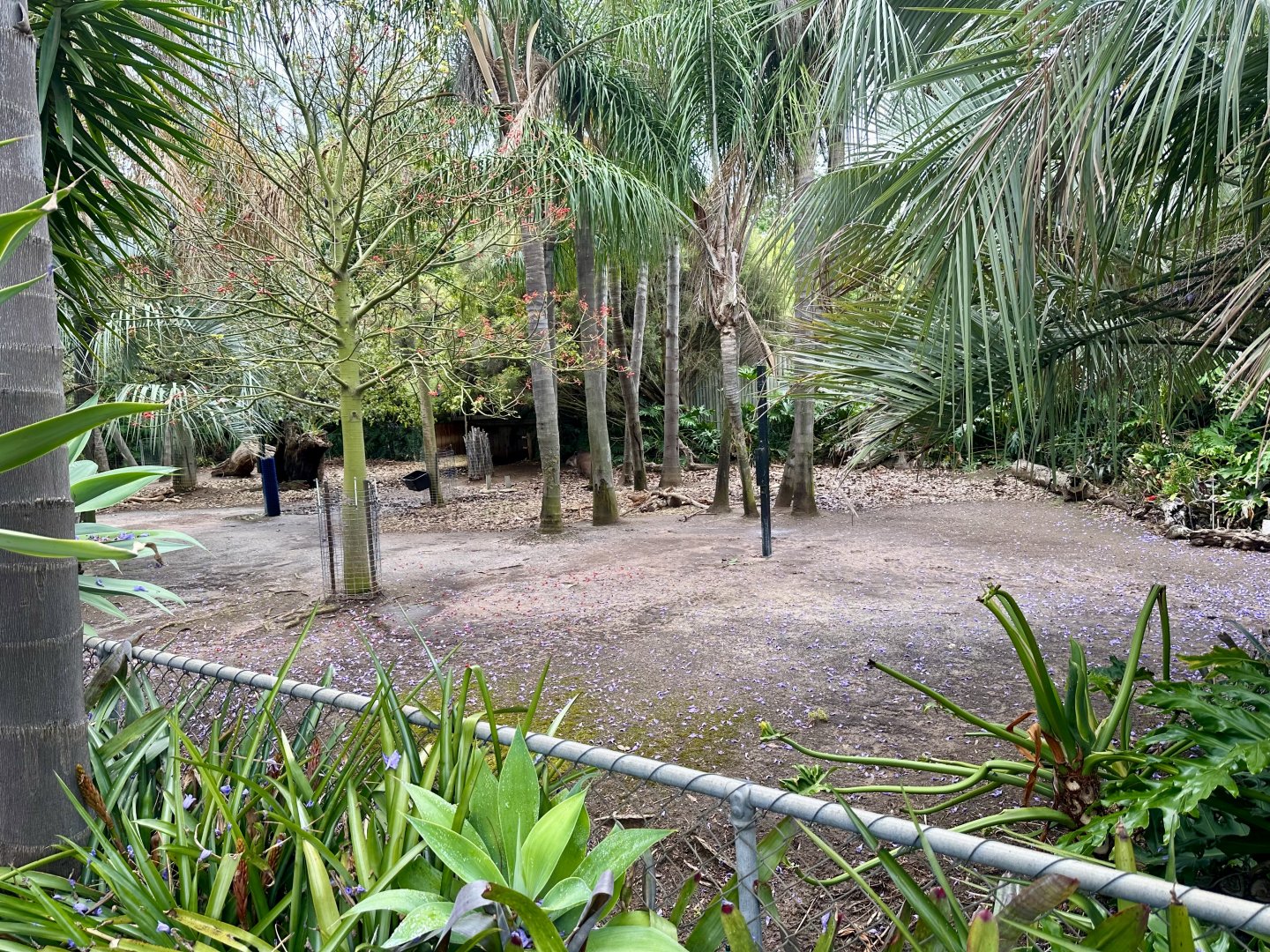 First Brazilian Tapir/Patagonian Mara Exhibit