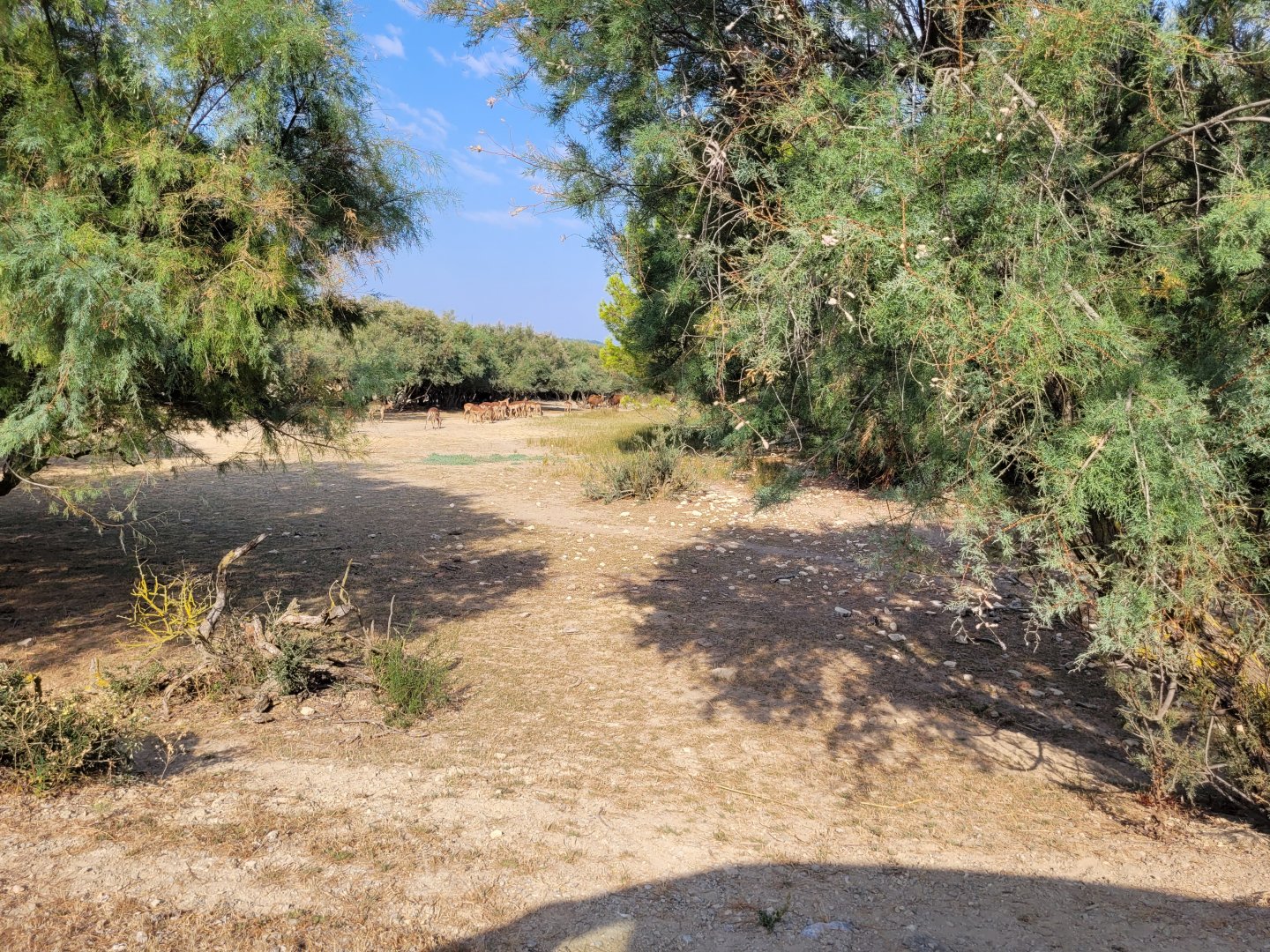 First Brousse exhibit -Réserve Africaine de Sigean (2022)