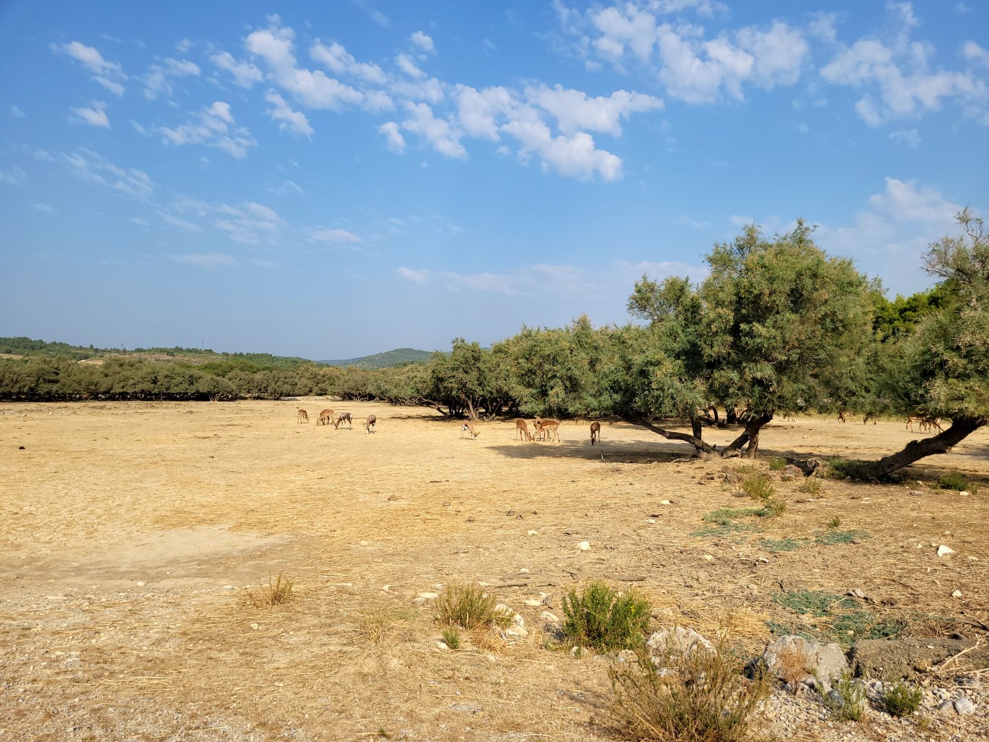 First Brousse exhibit -Réserve Africaine de Sigean (2022)