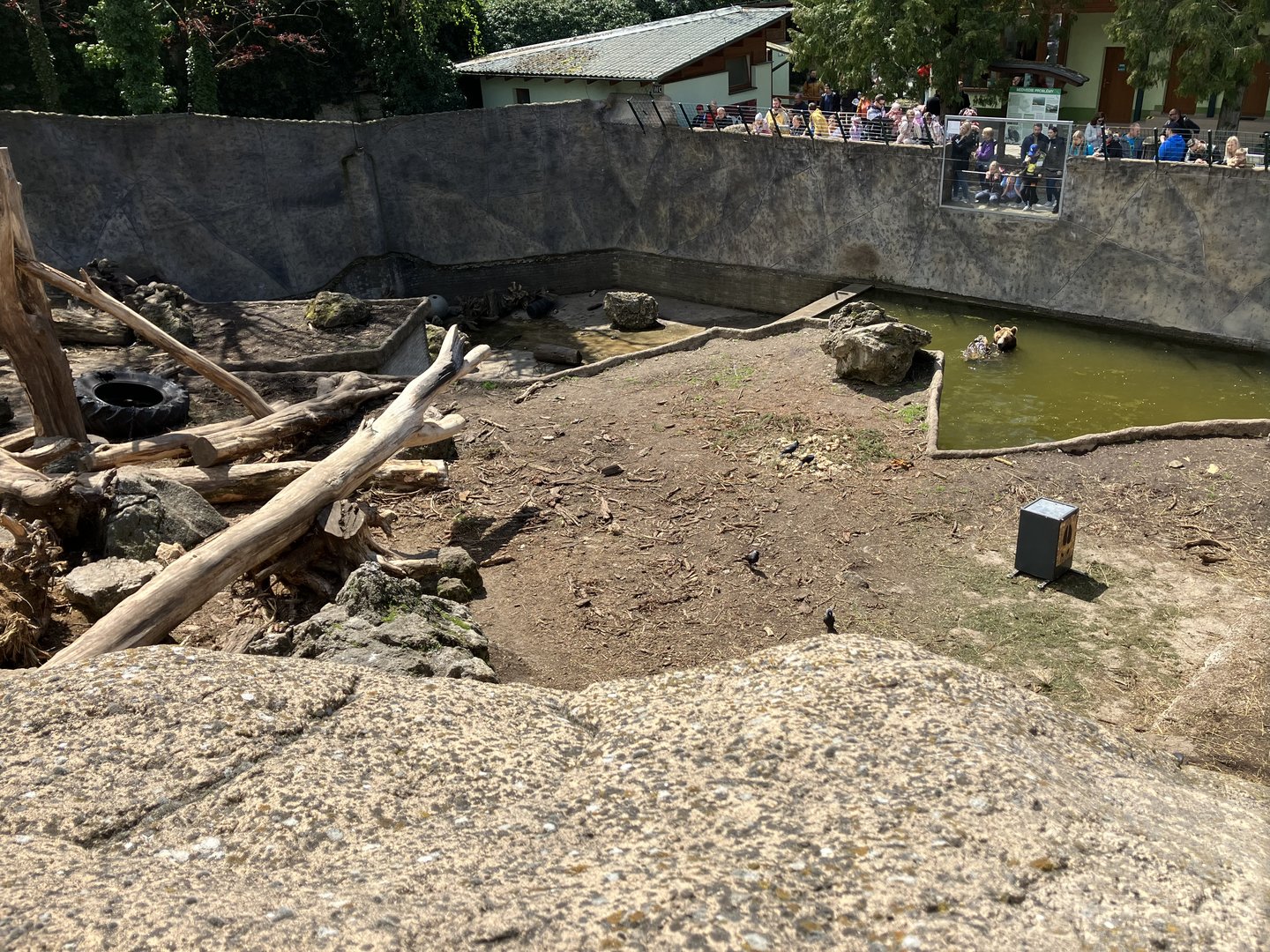 First brown bear enclosure