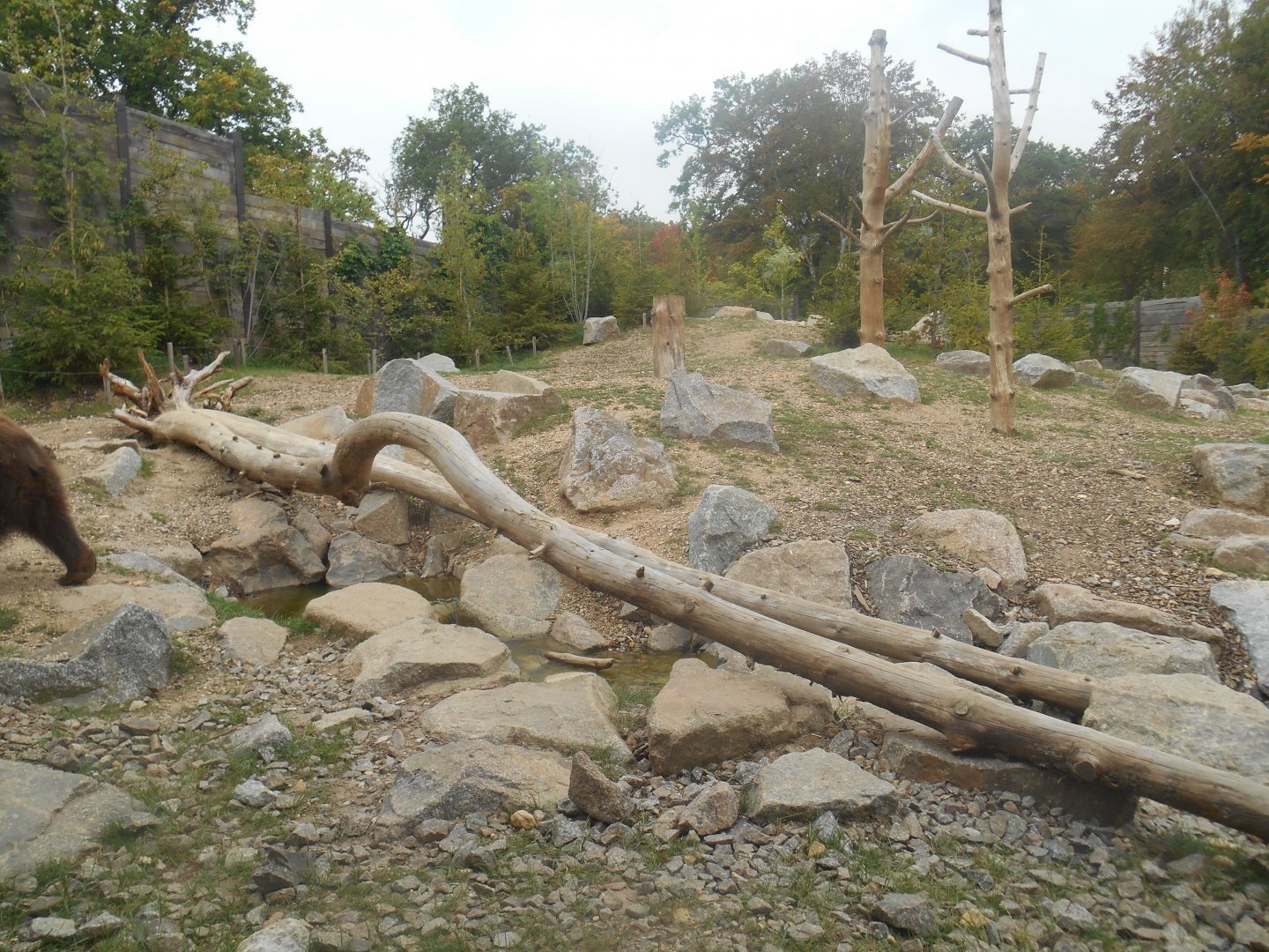 First Brown Bears Exhibit