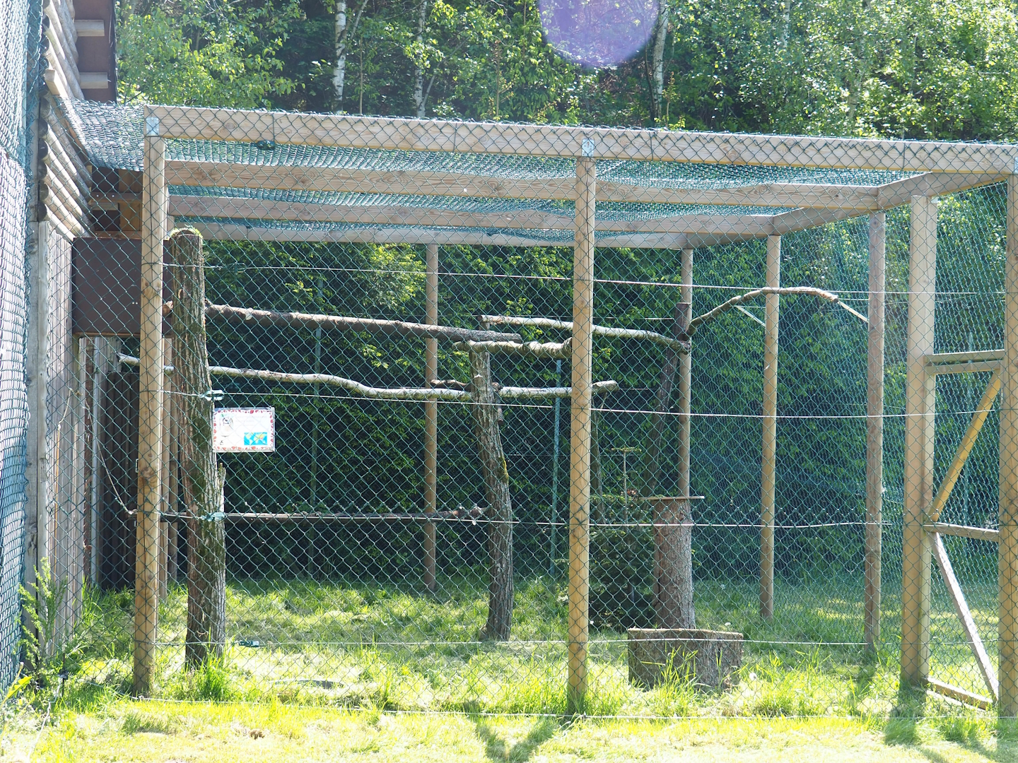 First Brown wood owl aviary, 2023-05-19