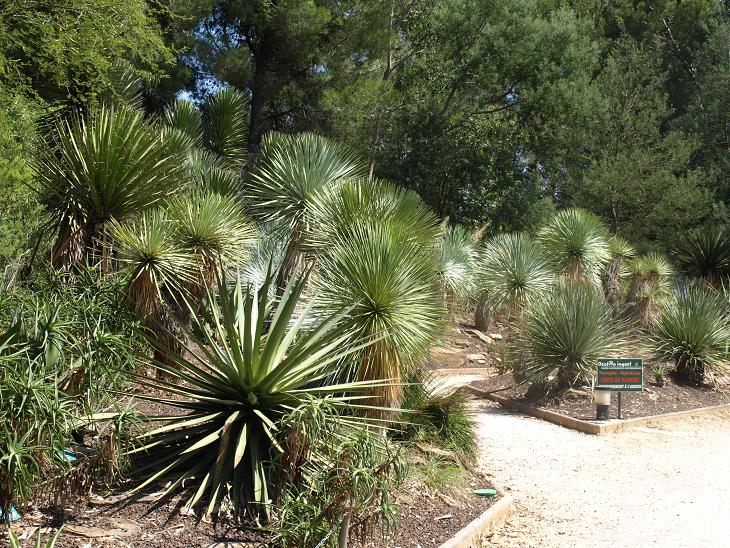 First cactus garden.