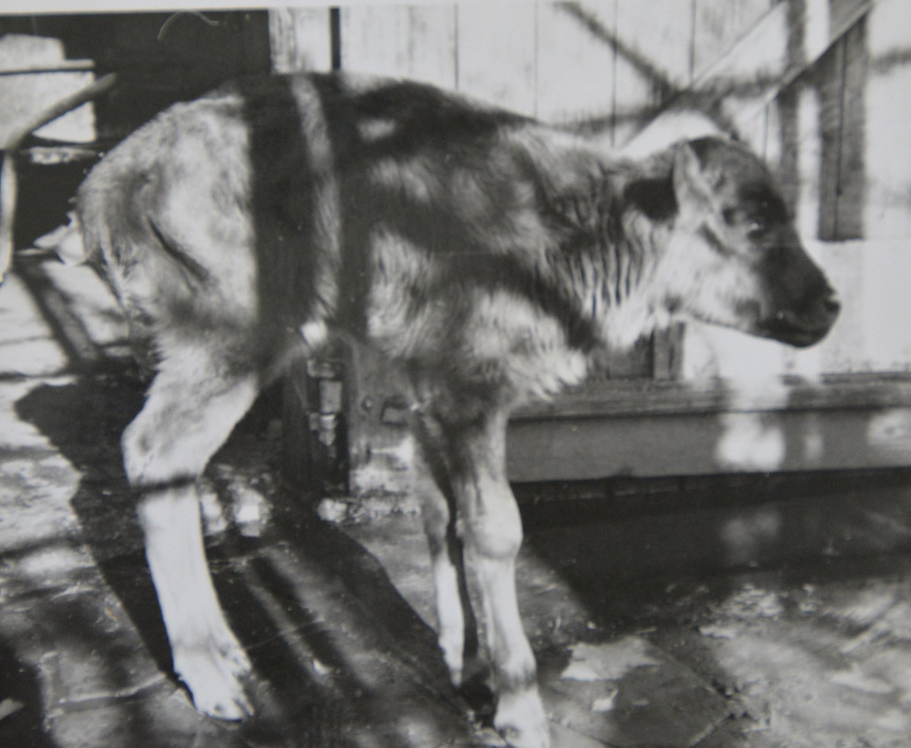First calf from AnkoleXBison   Chessington zoo about 1962