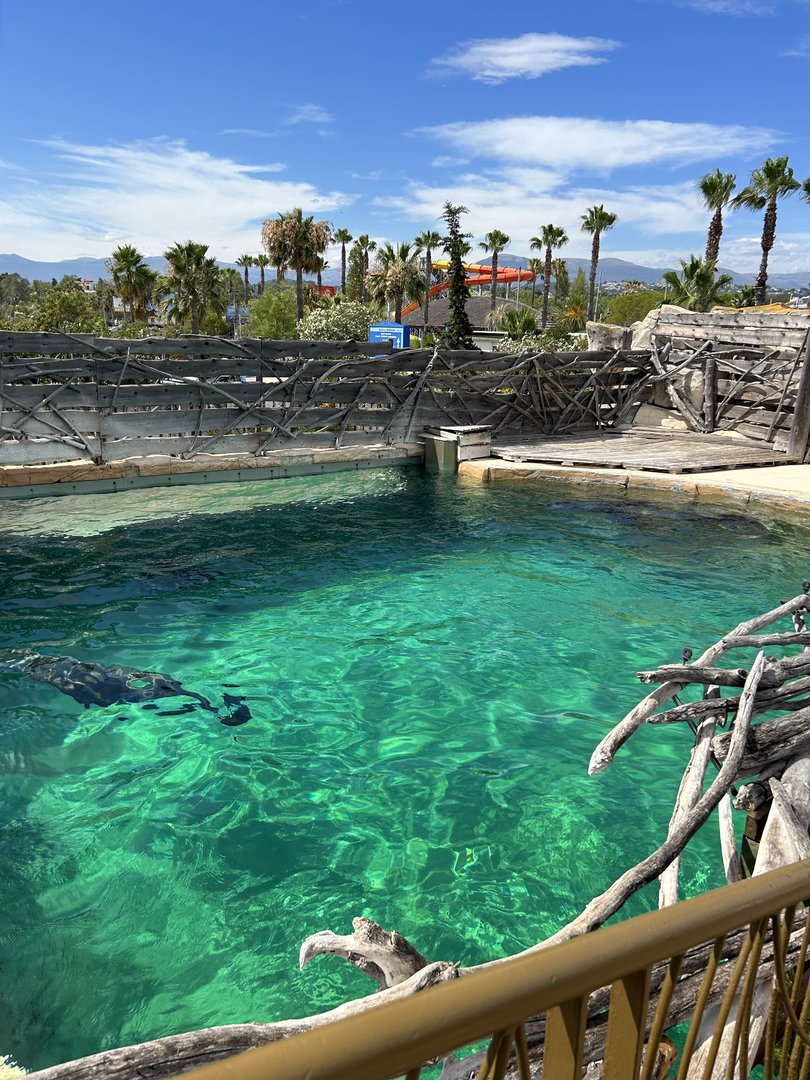 First Californian Sea lion pool