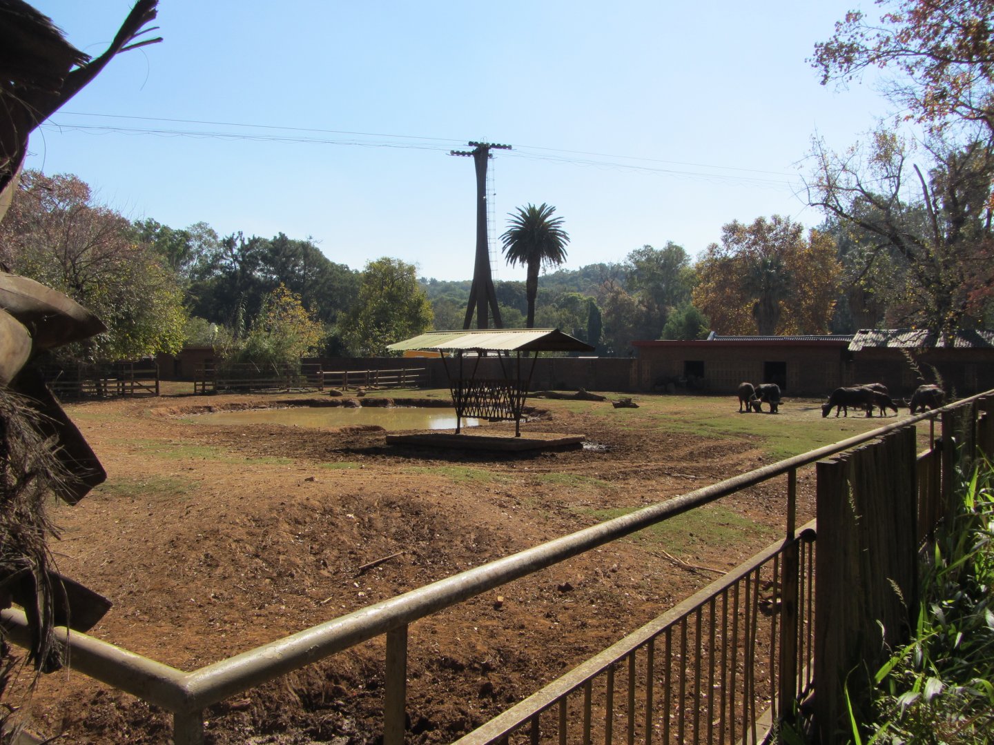 First Cape Buffalo Yard
