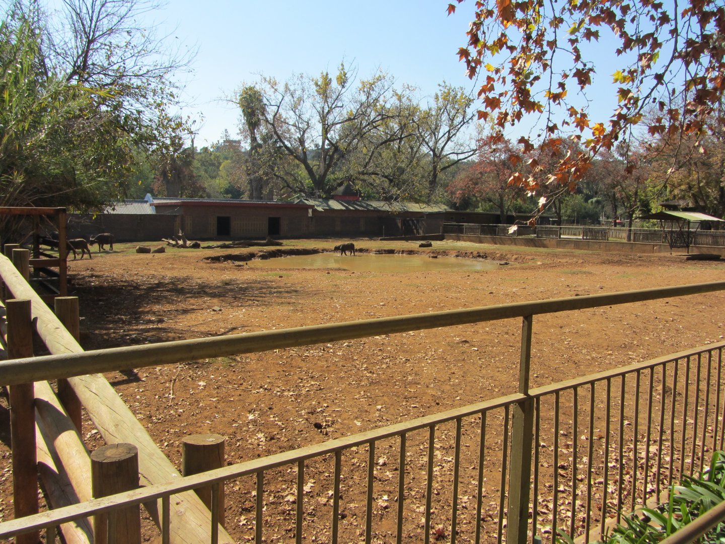First Cape Buffalo Yard