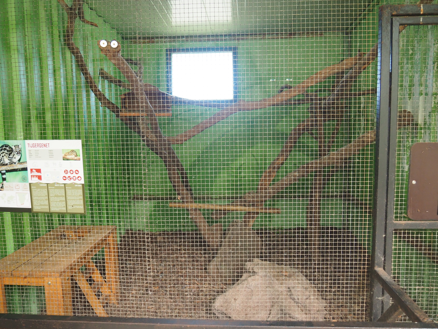 First Cape genet exhibit, 2019-08-04