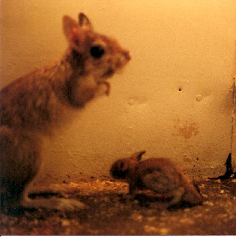 first captive bred Springhaar in UK 1980's