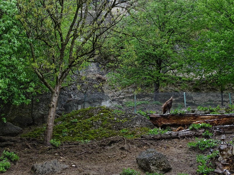 First chamois enclosure with third enclosure in the back