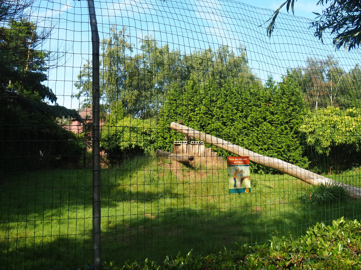 First cheetah exhibit, 2019-08-11