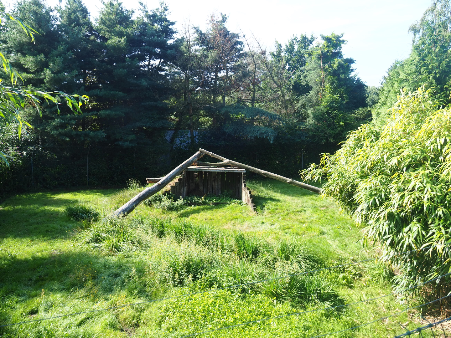 First cheetah exhibit, 2019-08-11