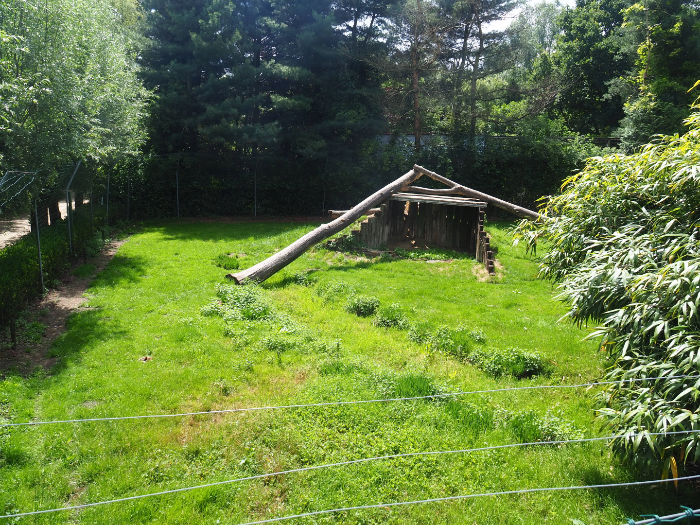 First cheetah exhibit, 2020-06-20