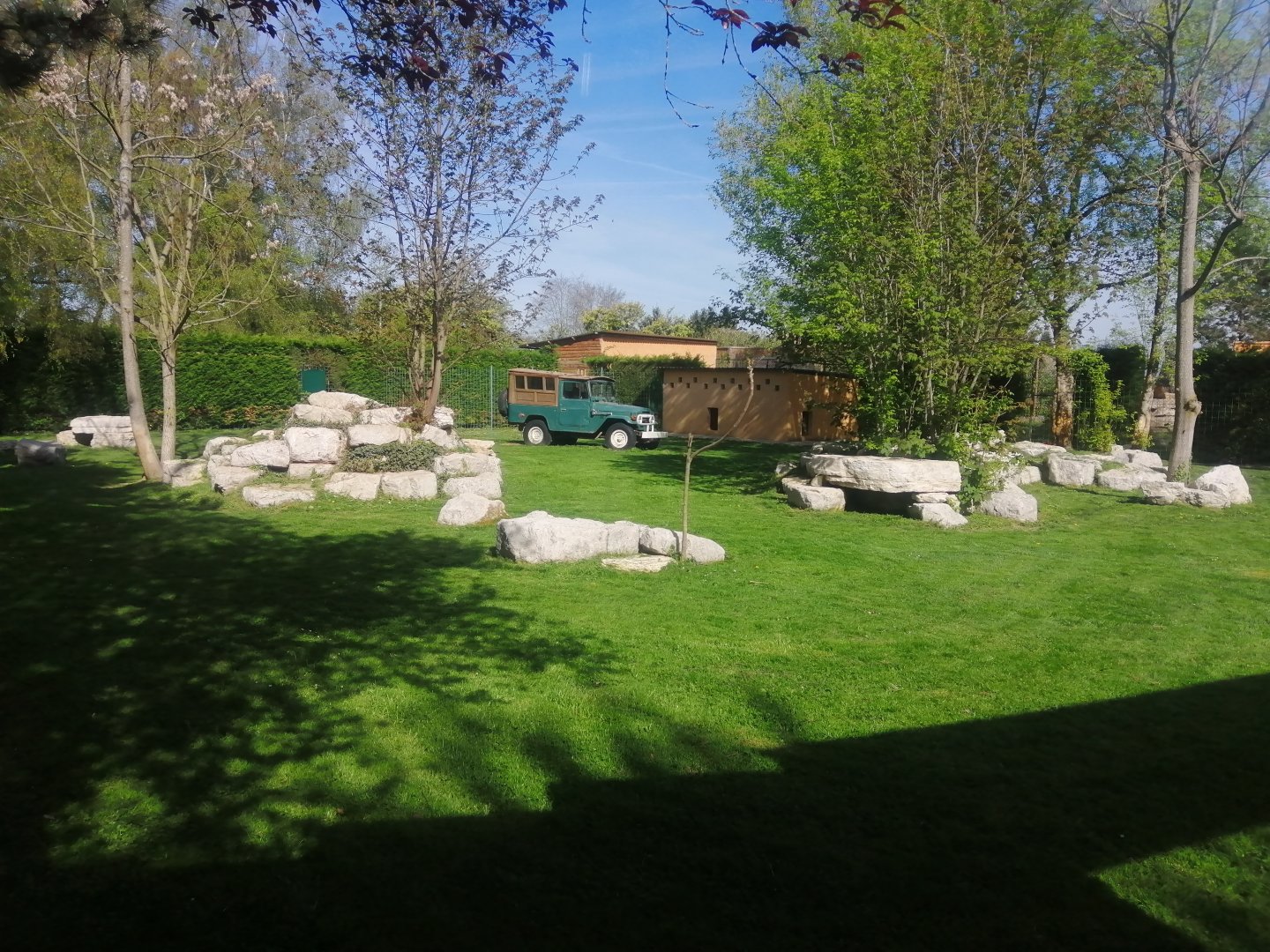 First Cheetah exhibit (Acinonyx jubatus)