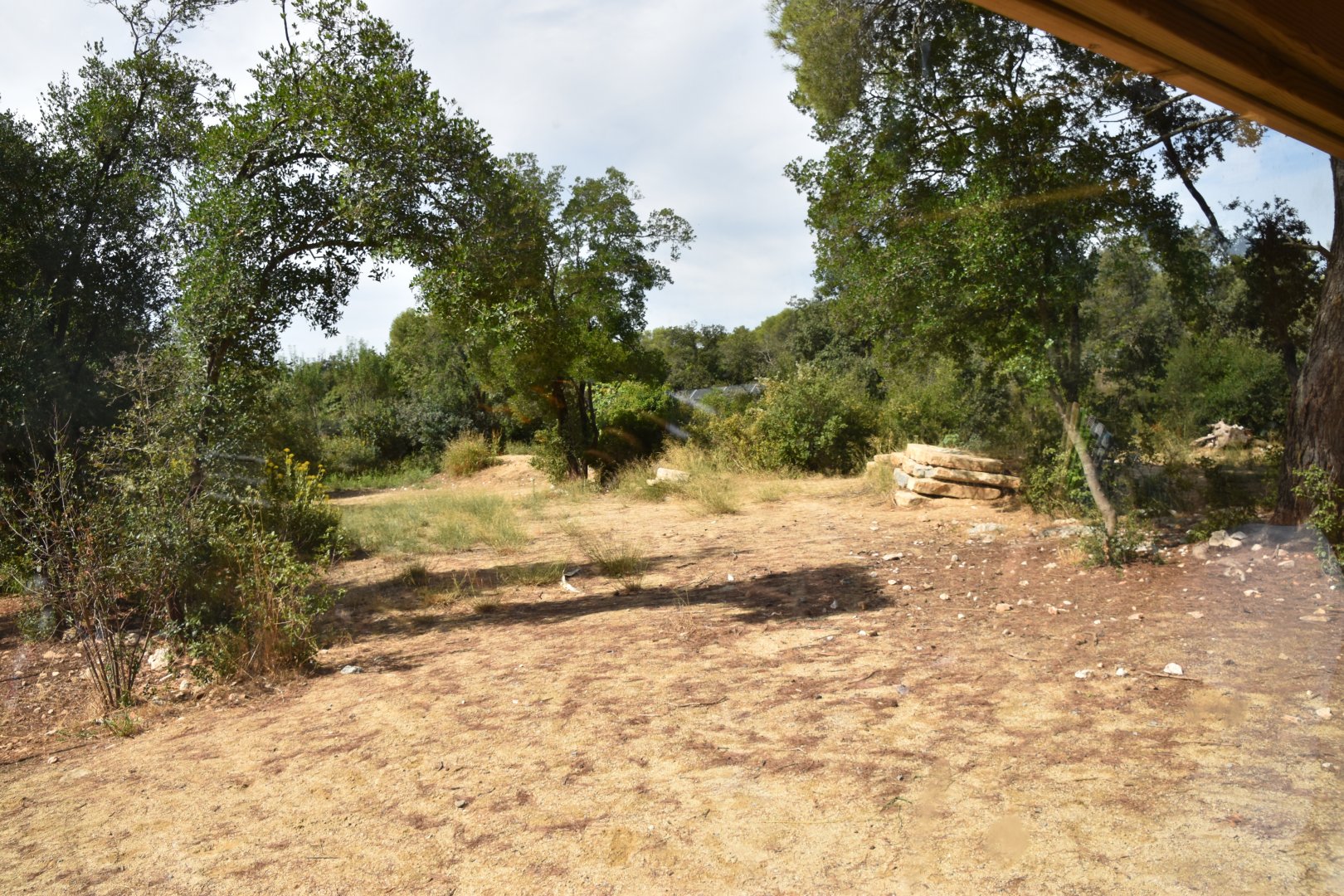 First cheetah exhibit