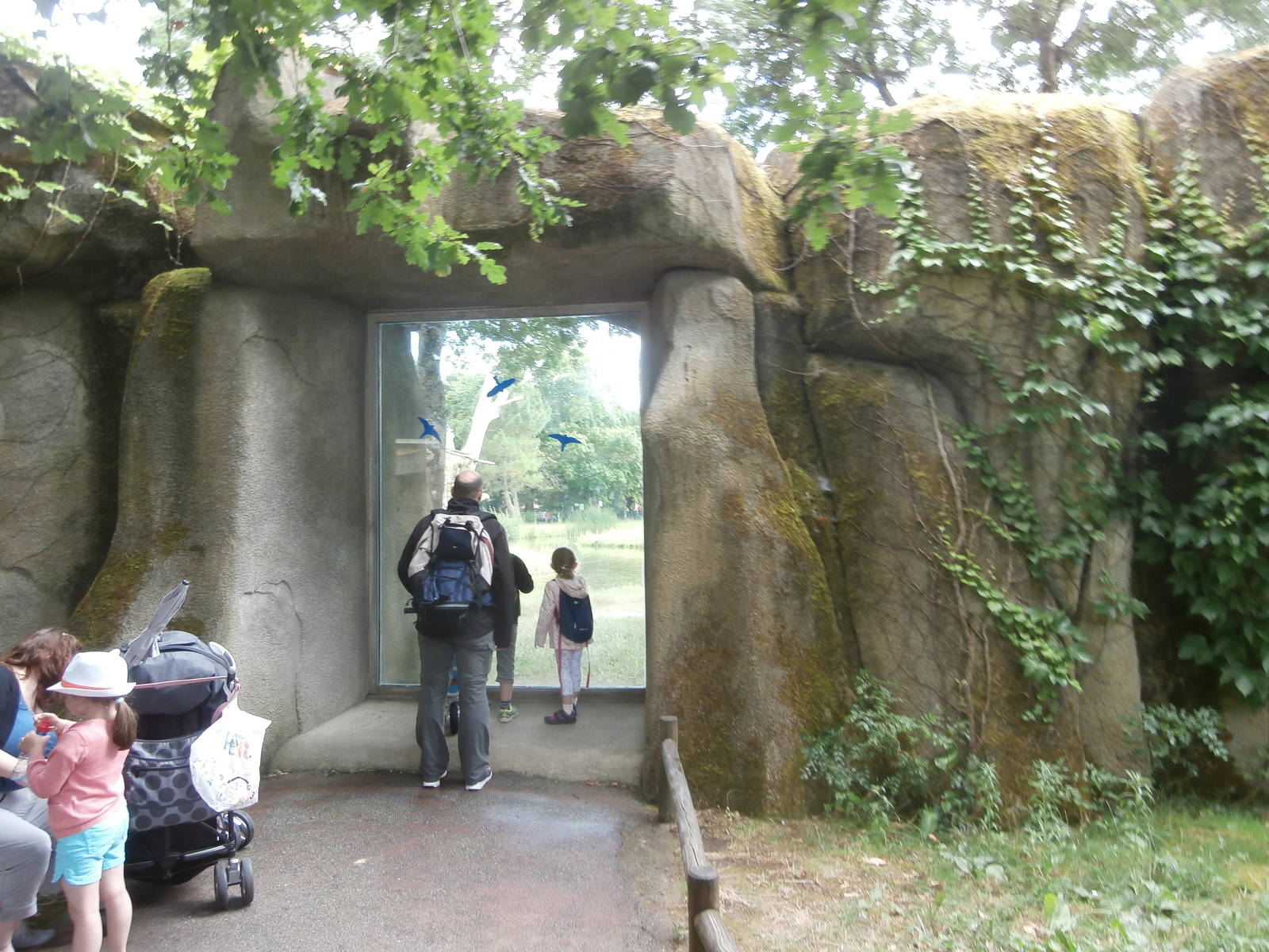 First chimapnzee island viewing