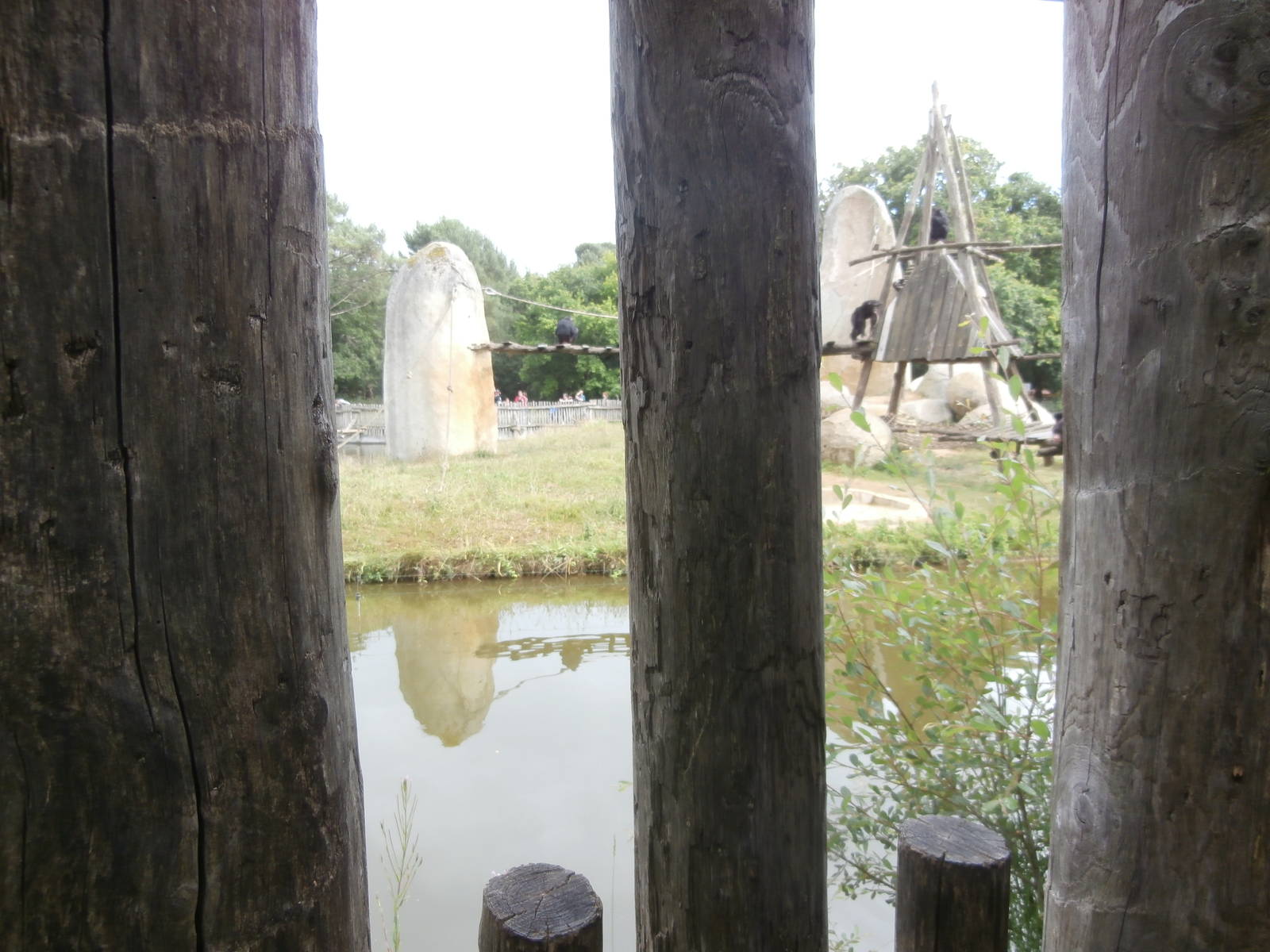 First chimpanzee island viewing