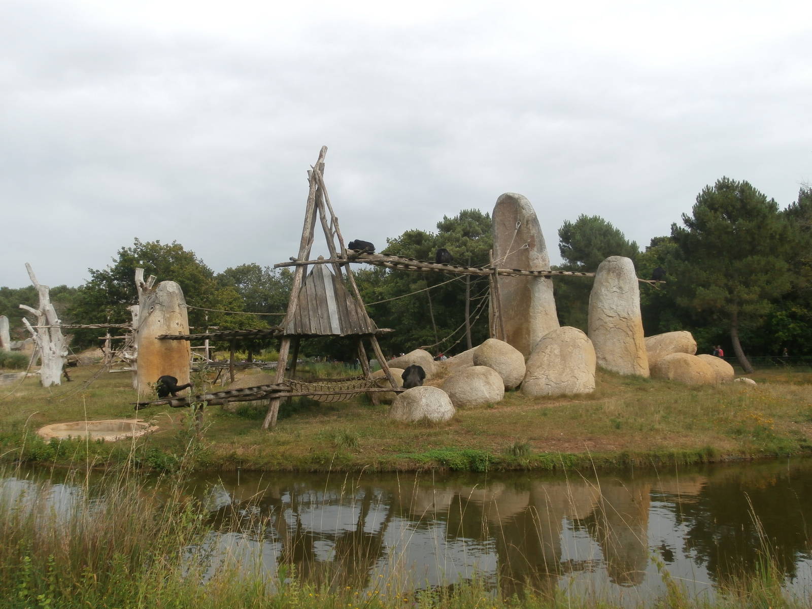First chimpanzee island