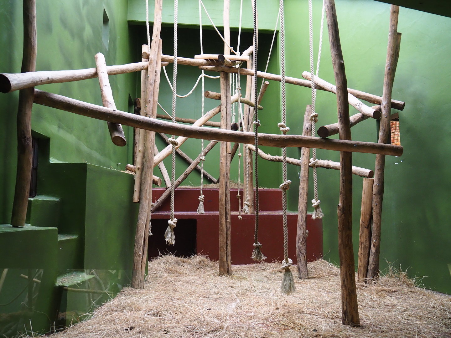 First Colombian black spider monkey indoor exhibit, 2020-05-24