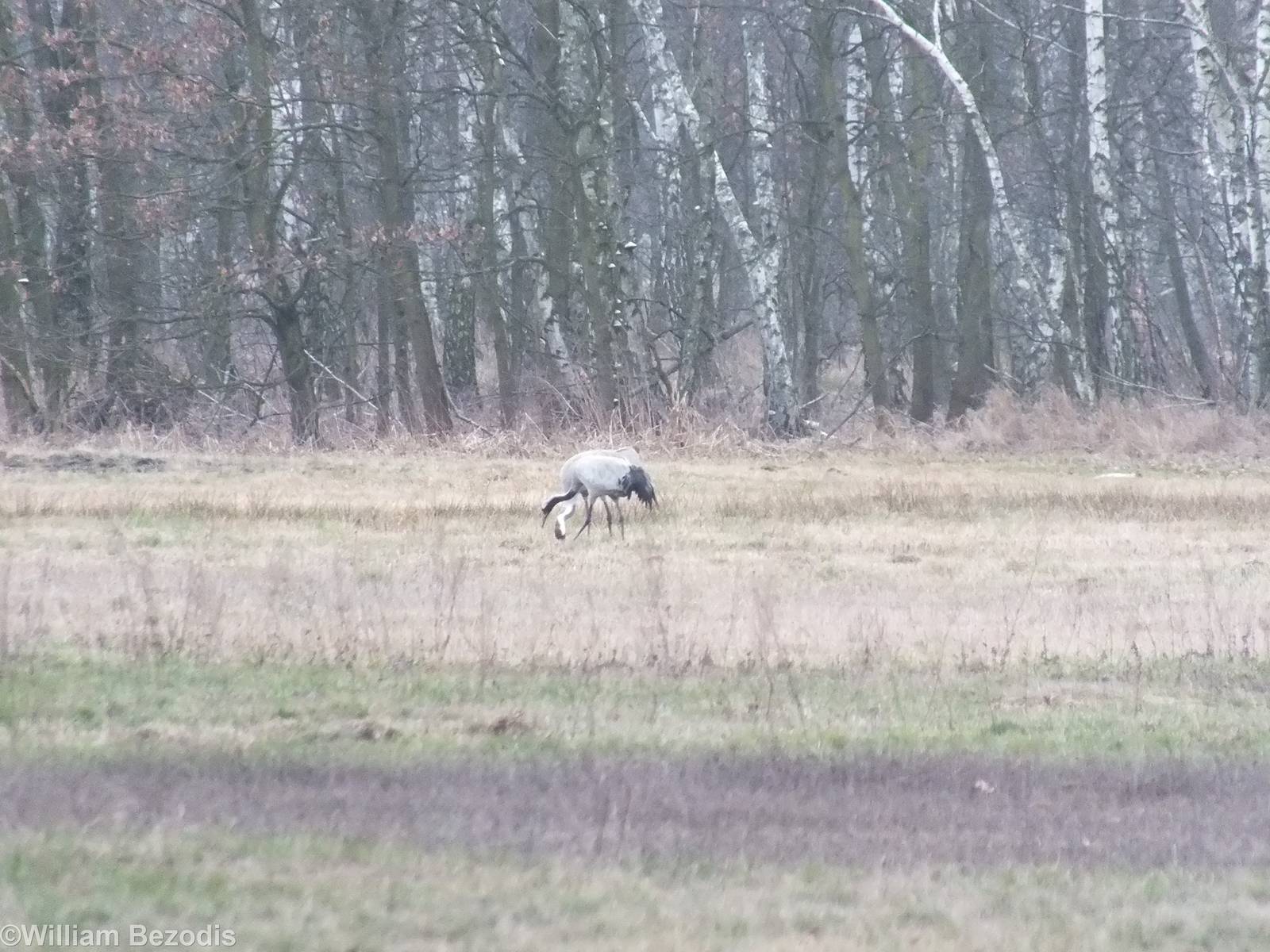 First Common Cranes of the Year - Kampinos National Park