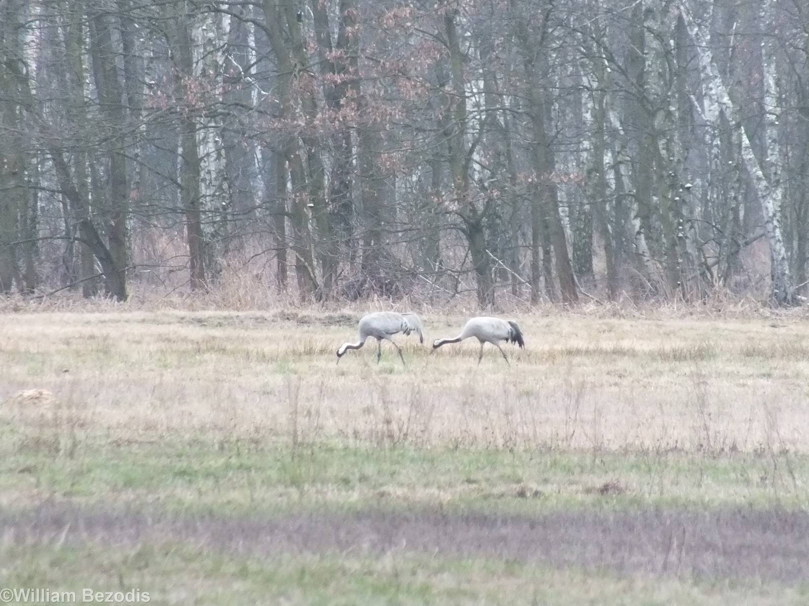 First Common Cranes of the Year - Kampinos National Park