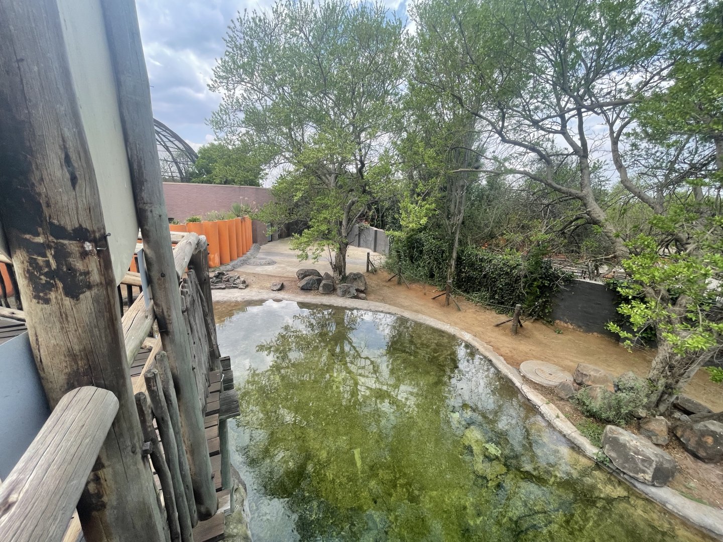 First Common Hippo Enclosure (Hippopotamus amphibius)