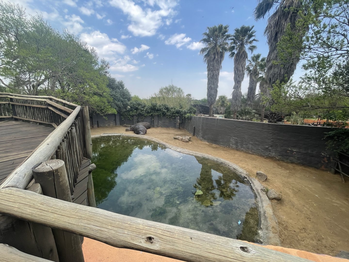 First Common Hippo Enclosure (Hippopotamus amphibius)
