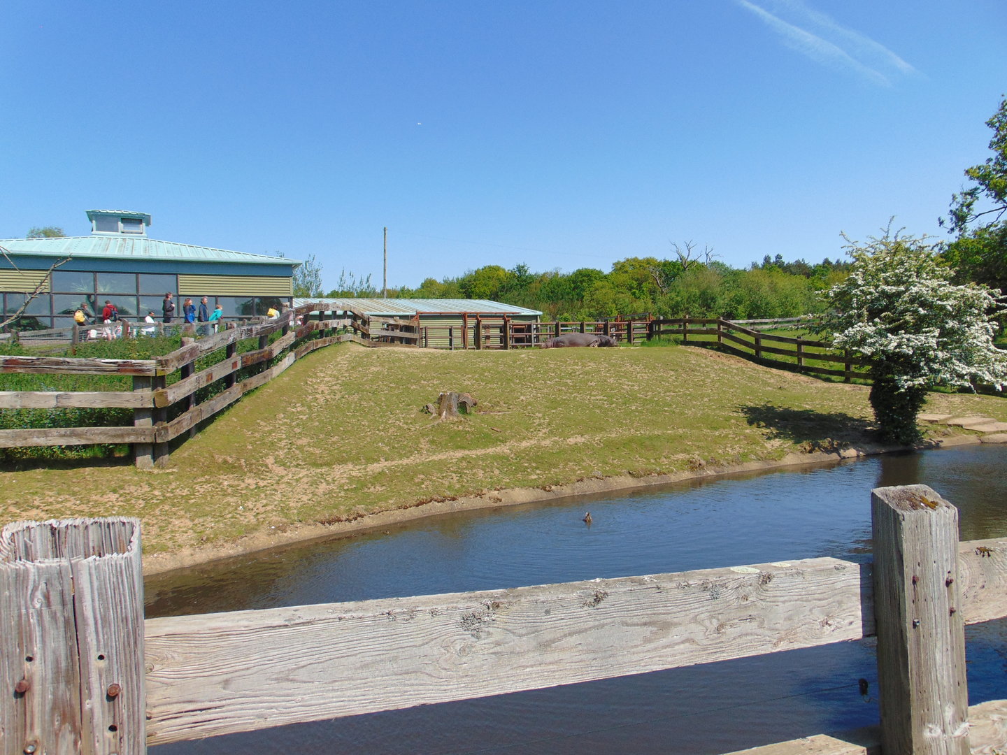 First Common Hippo Enclosure