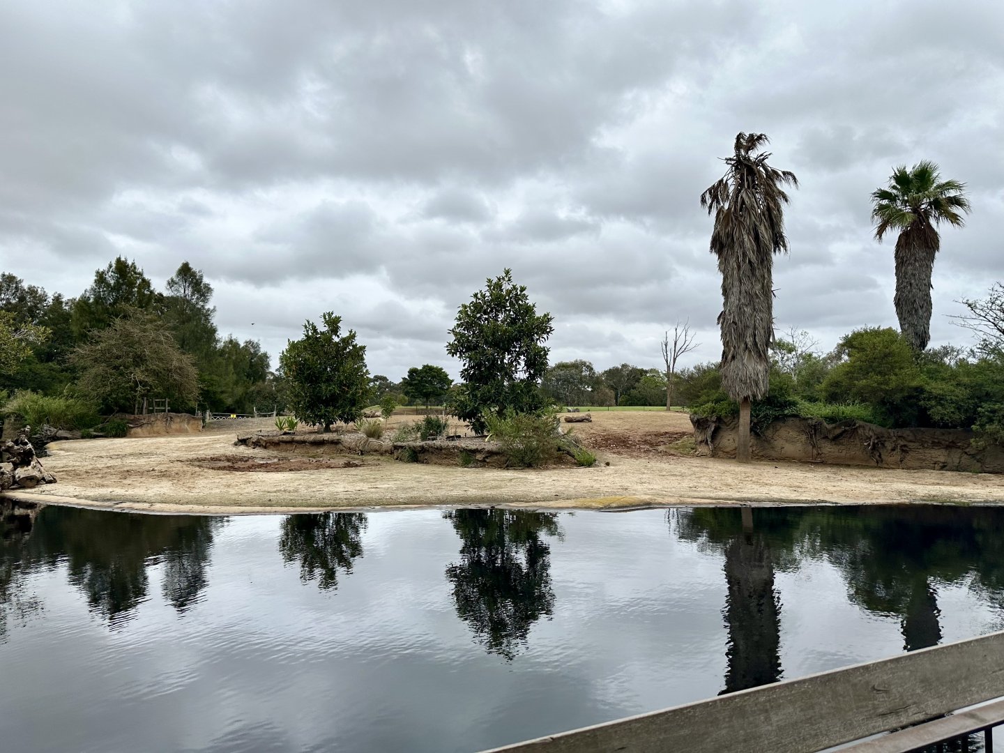 First Common Hippopotamus Exhibit