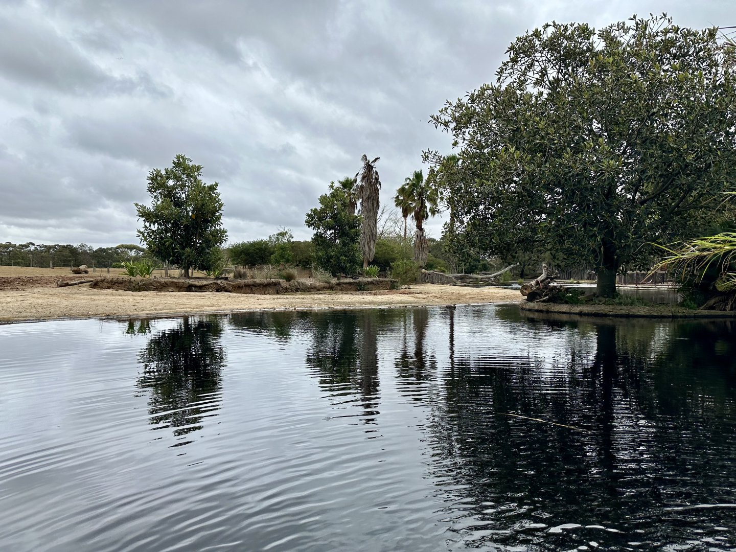 First Common Hippopotamus Exhibit