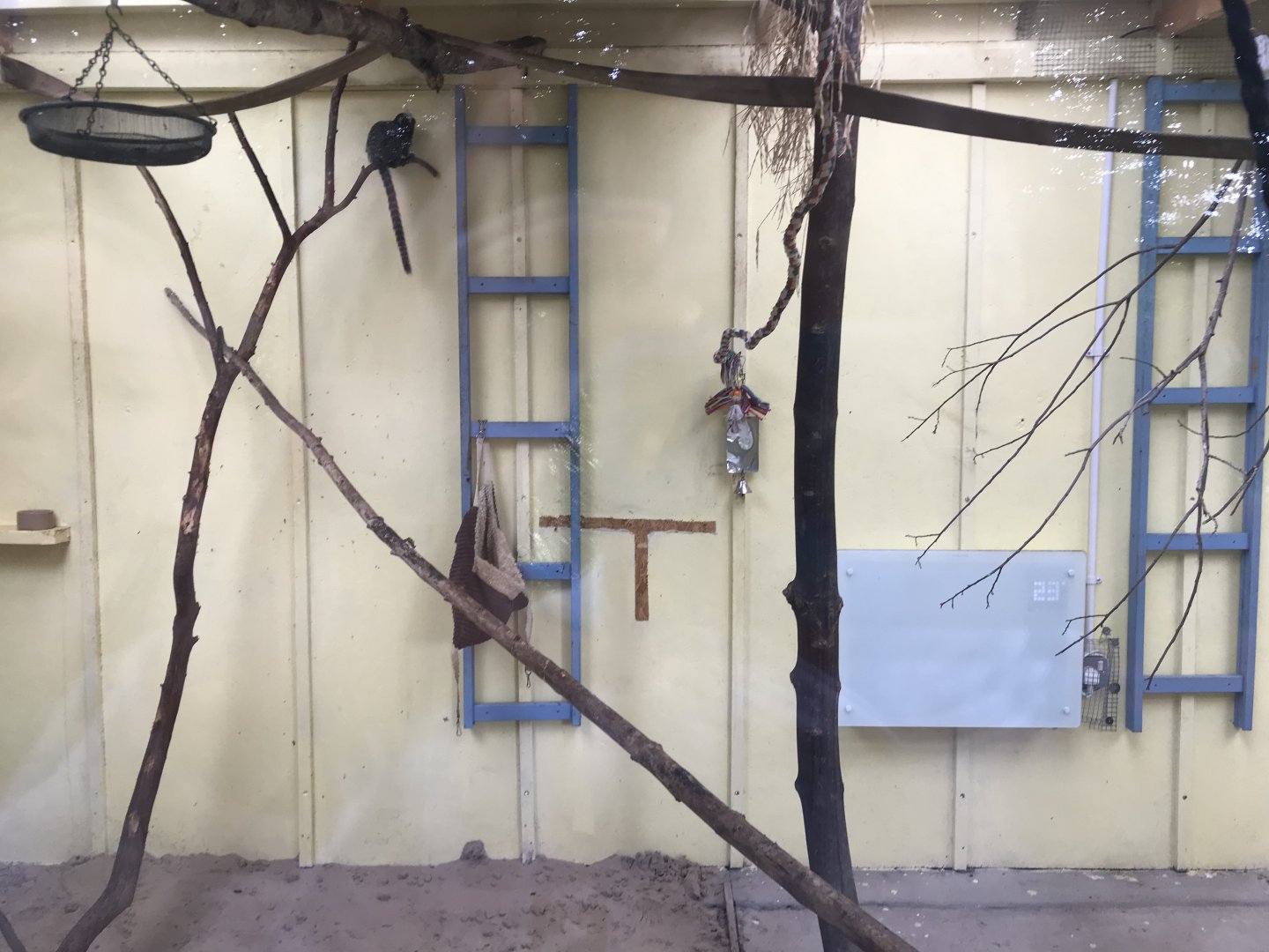 First common marmoset indoors