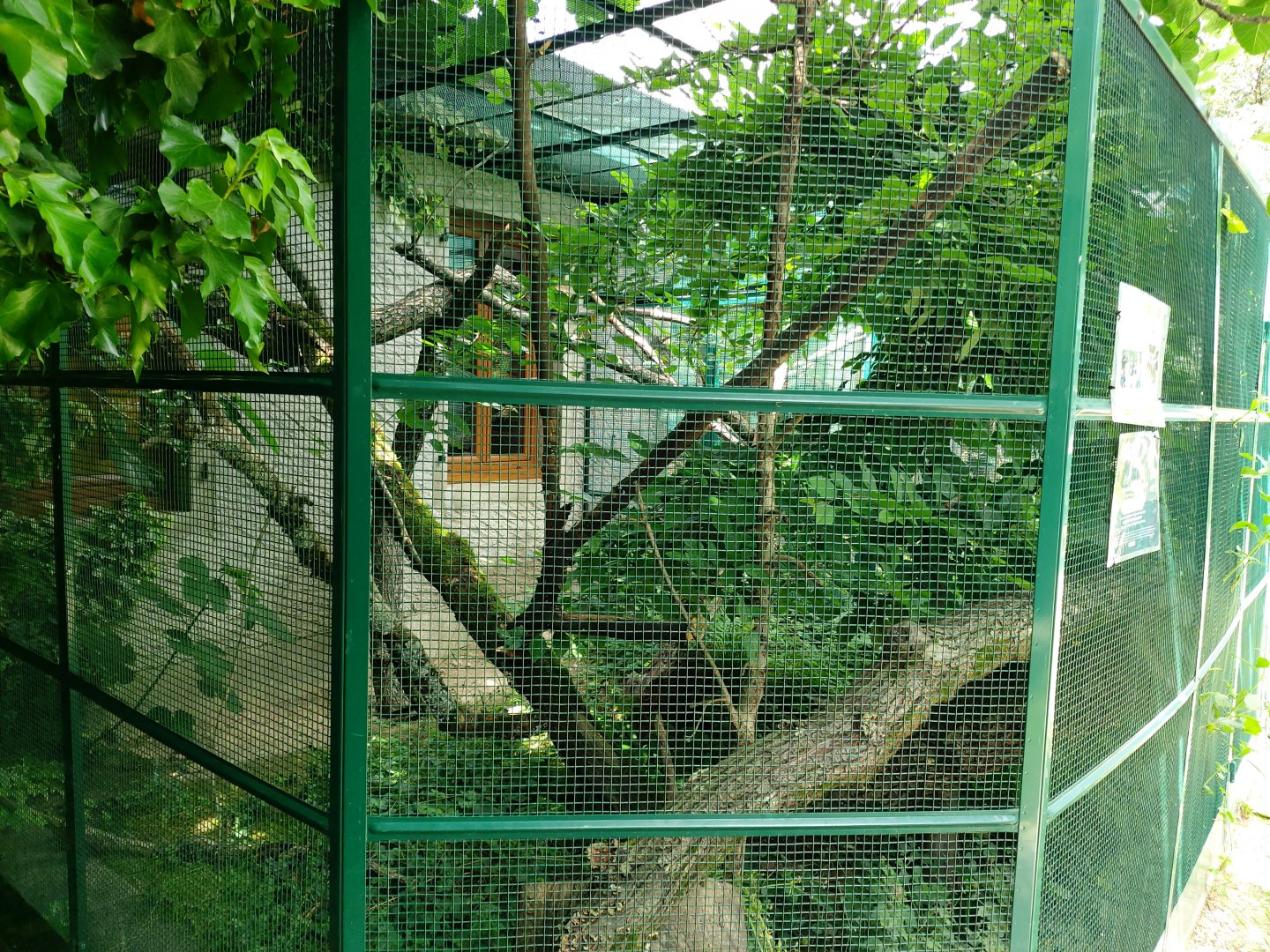 First cotton-top tamarin aviary - Bioparc Genève