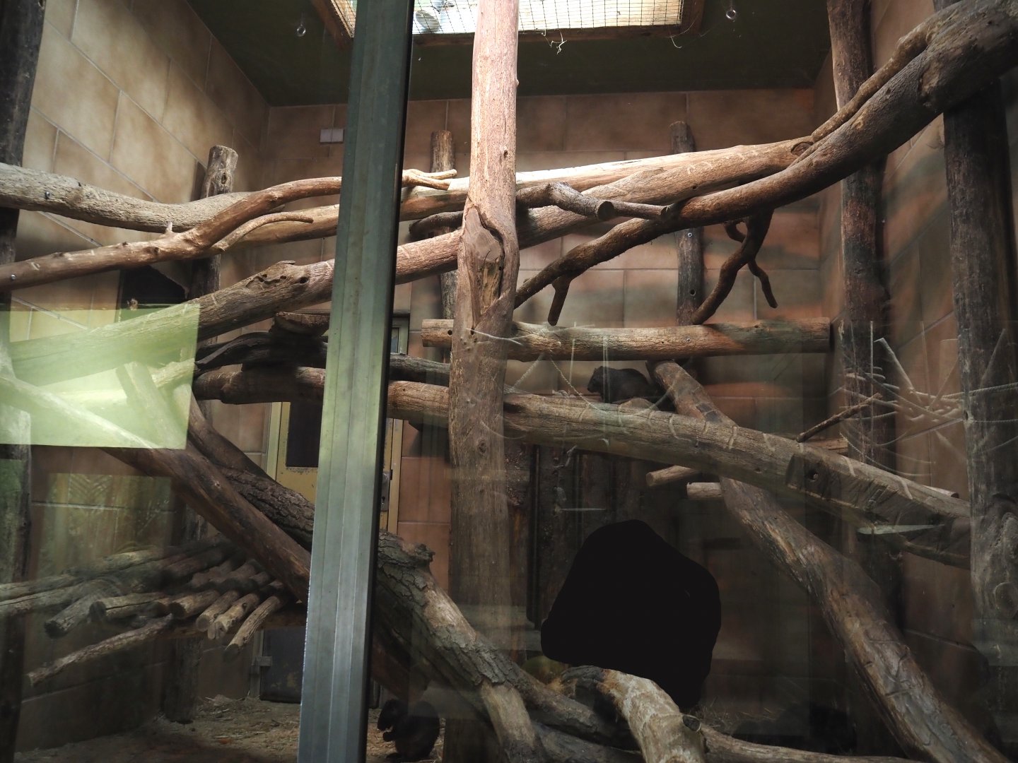 First Desmarest's hutia indoor exhibit, 2025-05-22