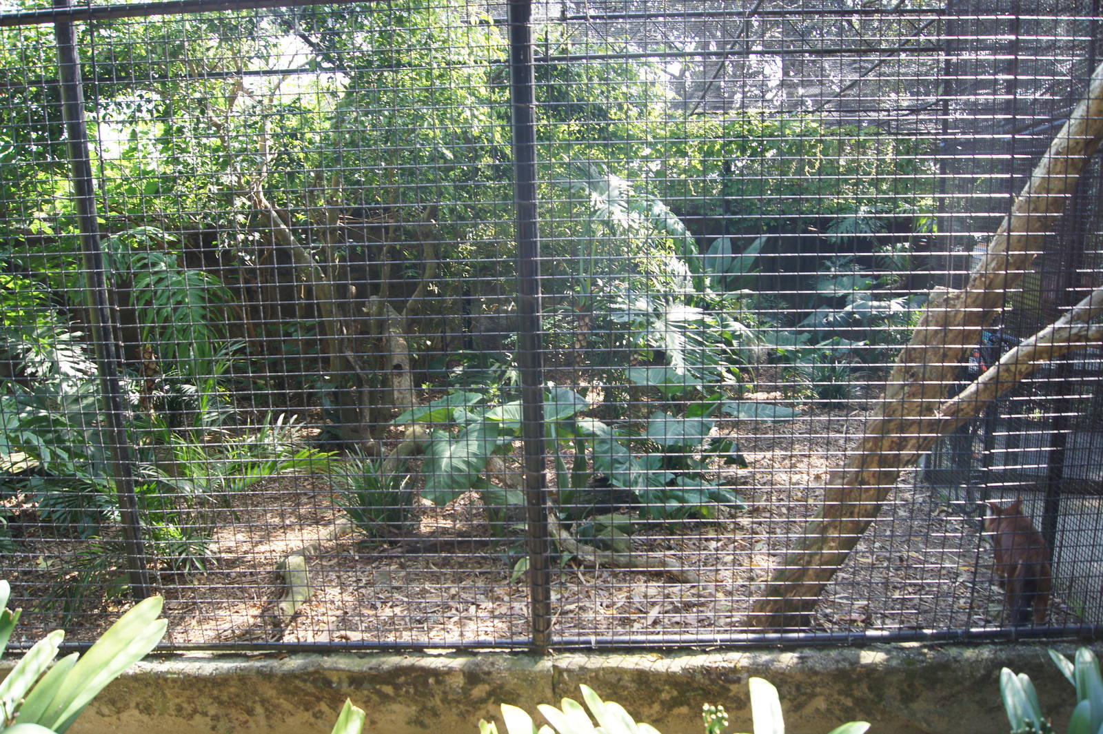 First Dhole Exhibit