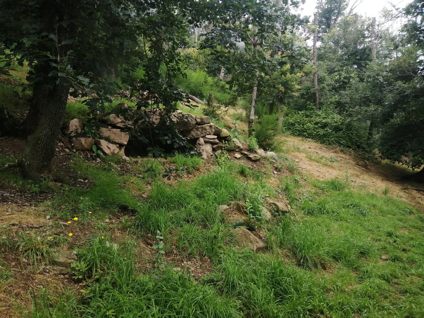 First dholes exhibit