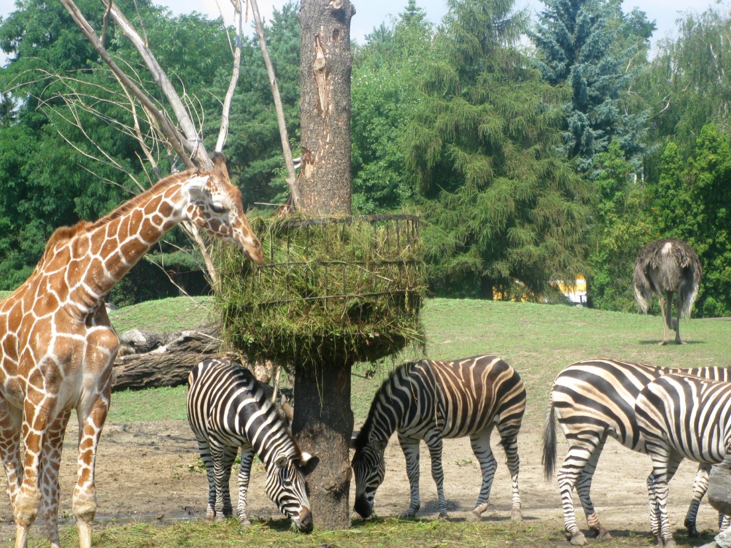 First dish on the Wroclaw Zoo Savanna - 08.2013