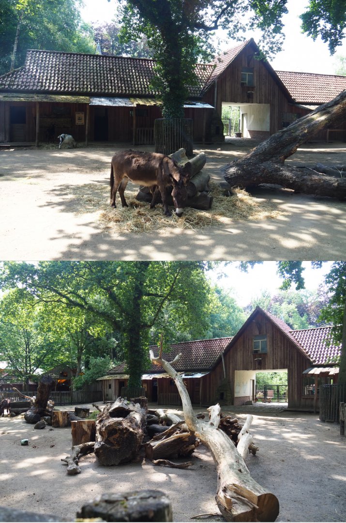 First domestic animal paddock - Former petting zoo, 2020-06-12