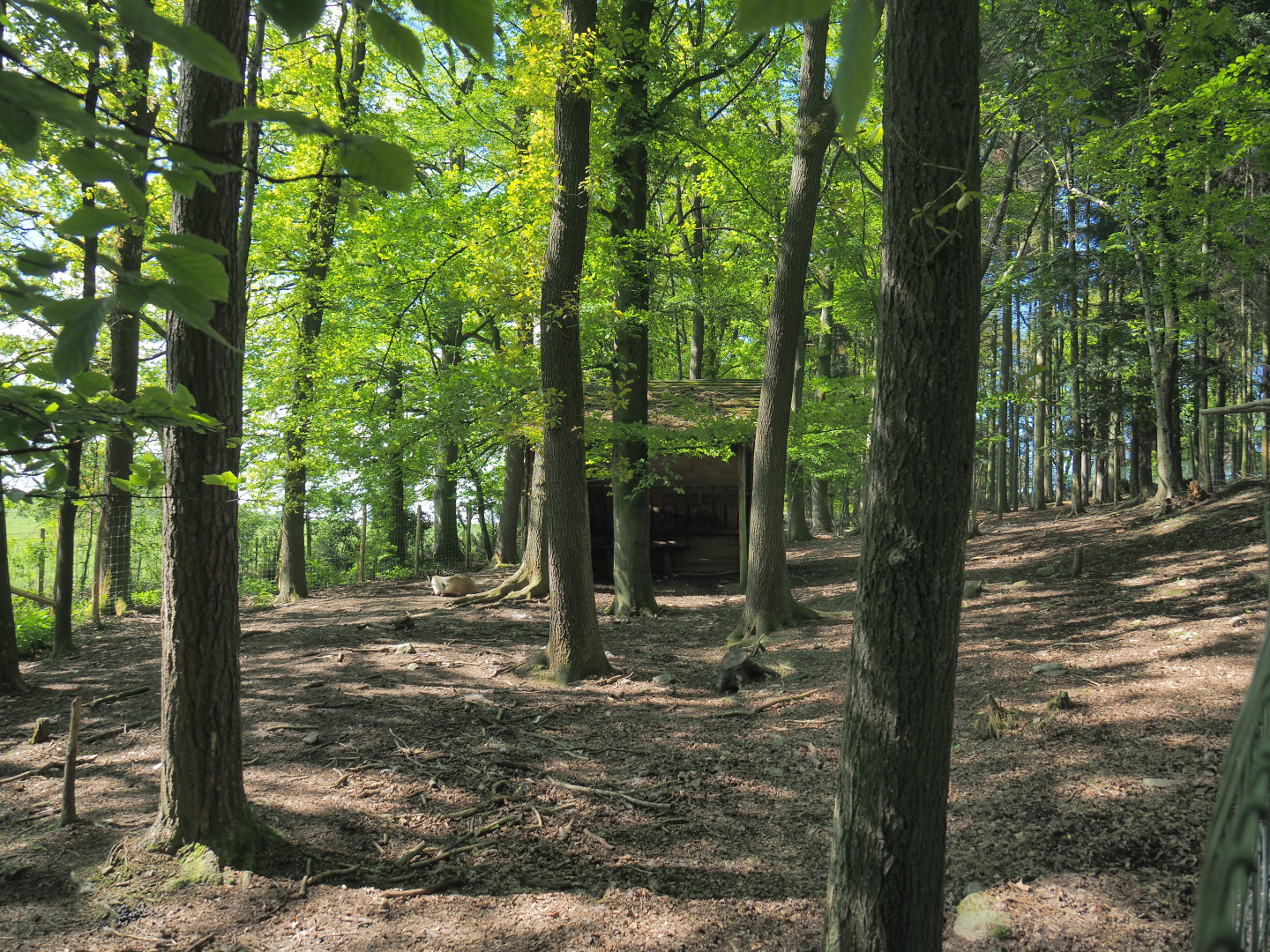 First Domestic reindeer paddock, 2021-05-29