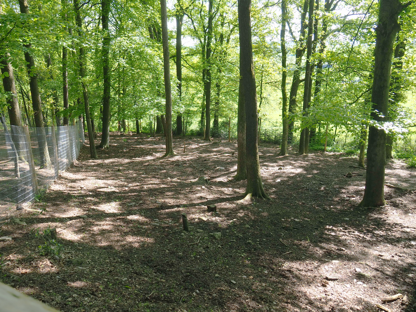 First Domestic reindeer paddock, 2021-05-29