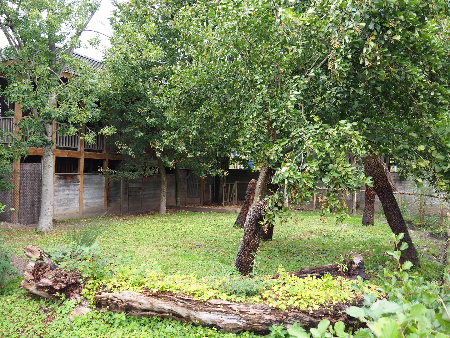 First Double-wattled cassowary exhibit, 2019-10-04