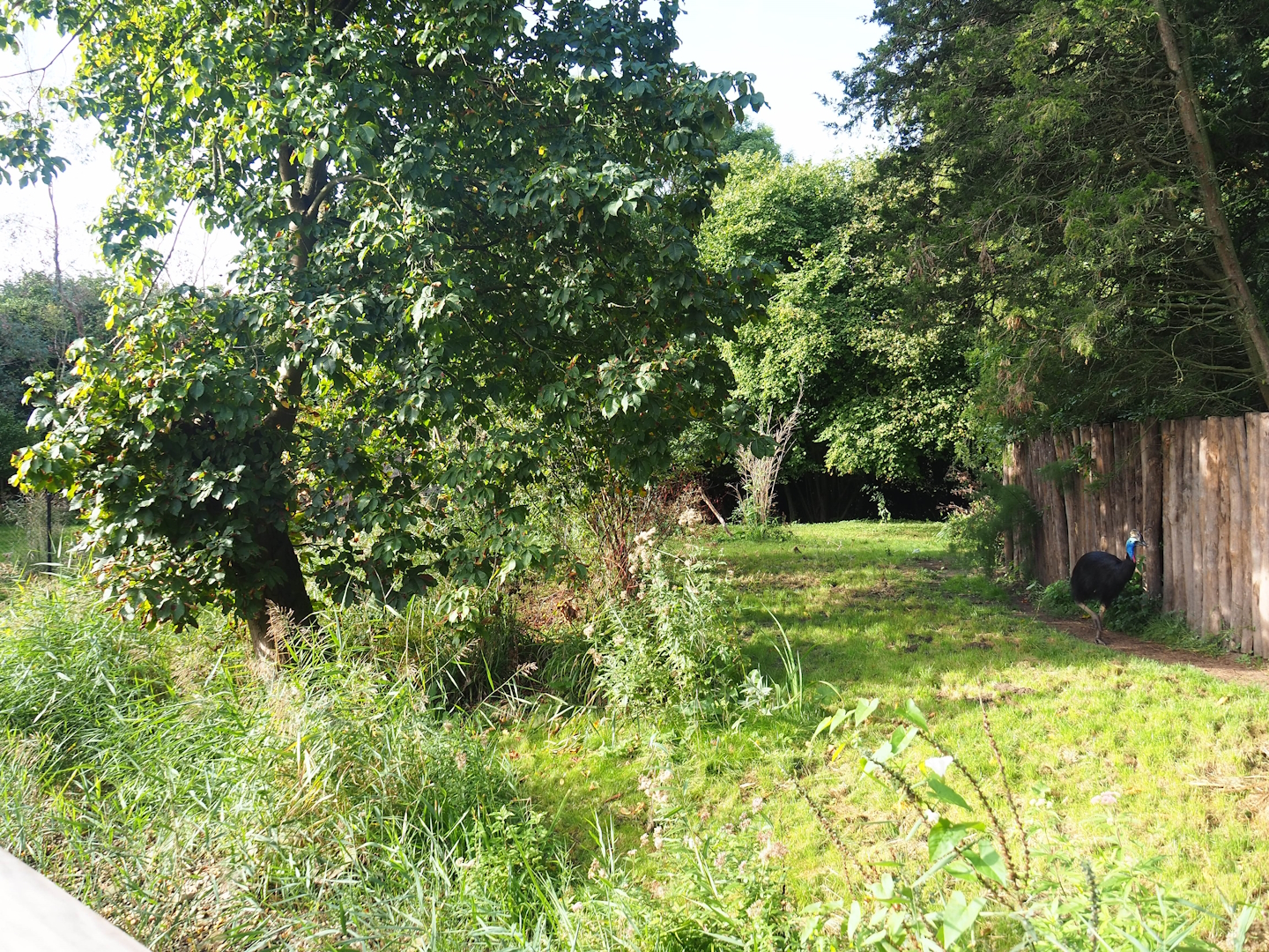 First Double-wattled cassowary exhibit, 2023-09-19