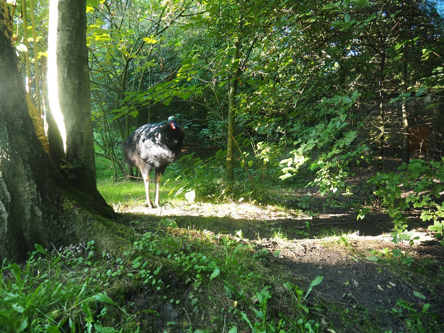 First double-wattled cassowary exhibit (Sep 2nd, 2018)