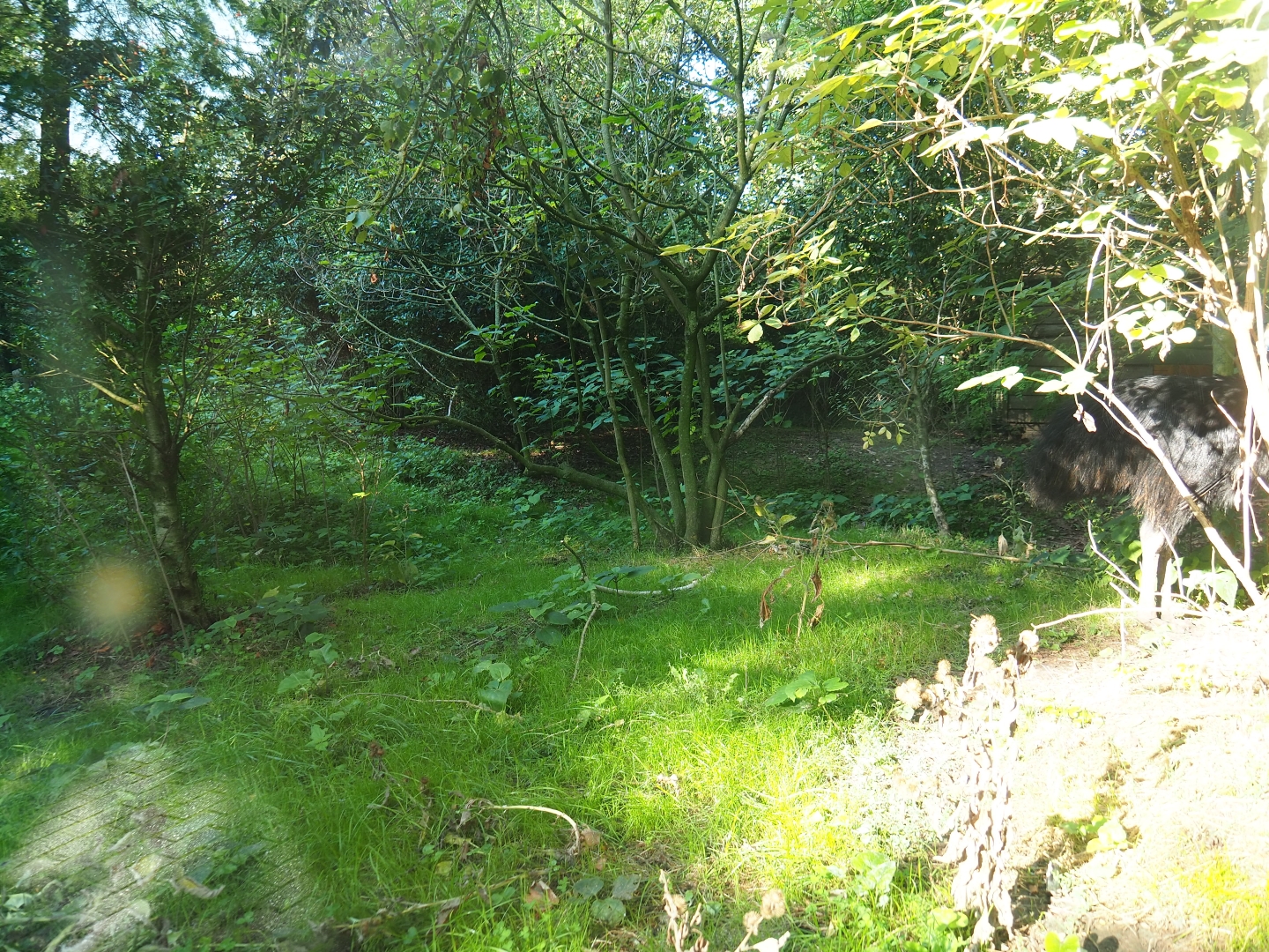 First double-wattled cassowary exhibit (Sep 2nd, 2018)